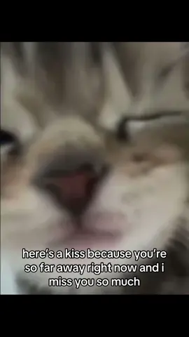 Ahhh 😢 #Relationship #catspftiktok #relationshipmemes #catmeme #girlfriend 