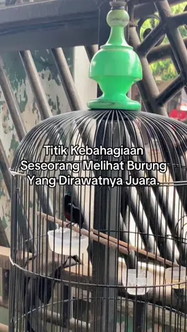 Kolibri Ninja Mana Suaranya....!! #kolibri #koningacor #kolibrininjaindonesia #konin #katakata 