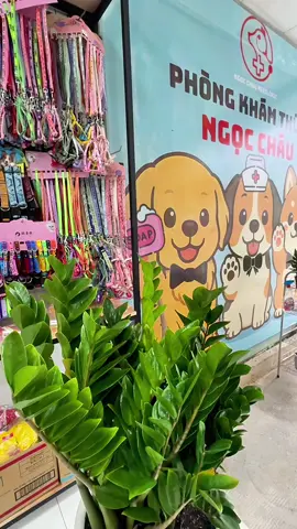 Hướng dẫn đường đi tới chiếc Chi Nhánh 2 mới tinh, sạch đẹp, của Phòng Khám Thú Y Ngọc Châu, địa chỉ số 49 Đỗ Văn Dậy , Hóc Môn, mời các bé tới mua sắm và khám chữa bệnh cho các bé thú cưng nhé , đang có rất nhiều chương trình khuyến mãi nèee 🏥CN 1: 223 Đặng Thúc Vịnh, Xã Đông Thạnh, Huyện Hóc Môn, Tp HCM ☎️📞: 0777 855 542 🏥 CN2: 49 Đỗ Văn Dậy, Xã Hóc Môn, Tp HCM ☎️📞: 0708 532 294