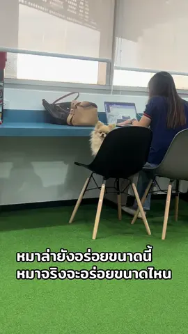 สันคอหมา1ถาดดดด จัดมาพรี่ #หมาน่ารัก #สวนสัตว์tiktok #ปอมเมอเรเนียน #pomeranian 