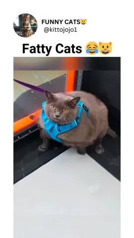 #tiktok #viral 