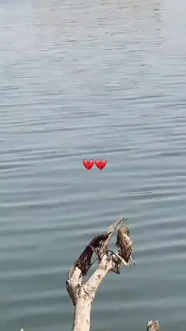 #سميرصبيح #الشاعر_سمير_صبيح  #شفت_عصفور_ميت_كل_جرح_مابي💔💔💔 #شعراء_وذواقين_الشعر_الشعبي🎸  #قصايد_شعر @ۦۦمٰفٰٛآﭑرقٰ ۦۦ 