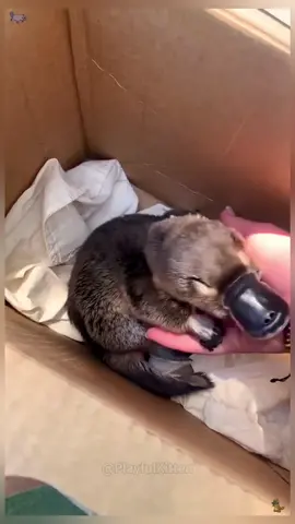 Platypus #happy #funnyvideos #catu #platypus #foryou 