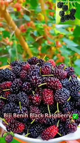 【Siapa ada tanah sikit kat rumah, jangan lepaskan】Tanam je satu baris black raspberry, musim panas nanti buah bergantung penuh kat dahan! #BuahWajibTanamDekatRumah#SnekSihatSemulajadi#LamanJadiKebunBuah#PetikSekaliDapatSegenggam#rahsiaorangkebun 