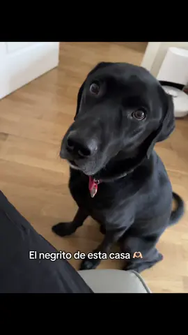 Un bombón 😎#perrostiktokers #dogvibes #perroinfluencer 