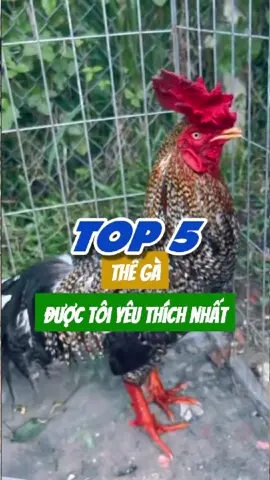Top 5 thế gà được tôi yêu thích nhất #suke #chienke #tiktokgachoivietnam❤️ #toiyeugachoi❤️❤️❤️ #gàchoivietnam🇻🇳 