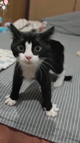 Funny black cat #cat #cats #cute #catsoftiktok #catslovers 