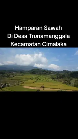 Keindahan Hamparan Sawah yang ditanami Padi di Desa Trunamanggala Kecamatan Cimalaka Kabupaten Sumedang. 
