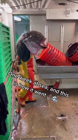 Deep sea fishing #fish #deepseafishing #bluefin #fyp #foryou #usaus #tiktok 