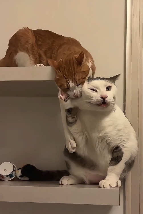 Two drama cats bring us a lot of happiness #cats #funnycat #dramacats #fyp #foryou 