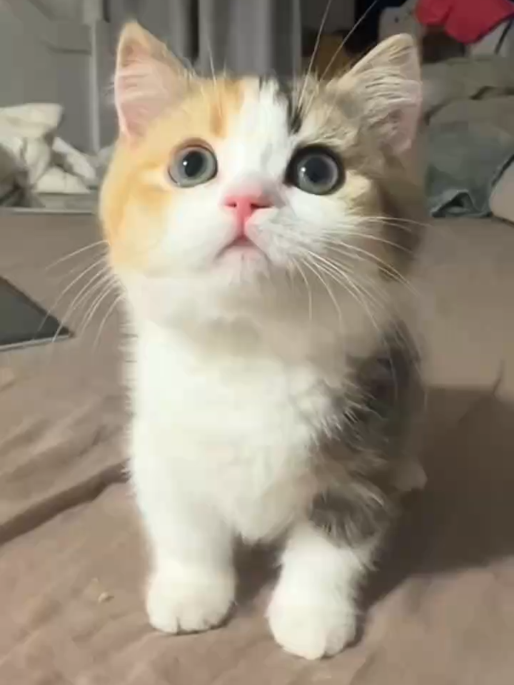 こんな小猫、ほしい？#猫のいる暮らし #子猫#ネコ