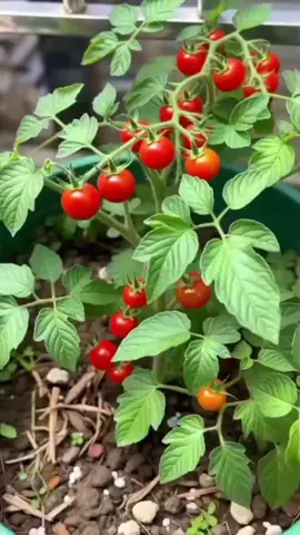 20 Biji Benih Tomat Cherry Merah #bibitomat  #tomatmini  #tomat 