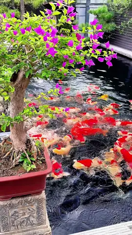 Làm thế nào để chọn thức ăn giúp cá Koi lên màu đẹp? #kythuatnuoicakoi #cakoi #cakoidep #cakoinhatban 