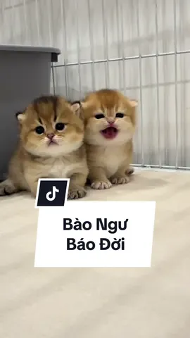 Bào Ngư Báo Đời #cat #MèoTênMỡ #meodethuong #meogolden #meochanngan 