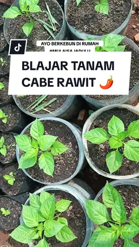 Berkebun di rumah menanam cabai rawit dengan media limbah galon bekas 🥰💯🌶👌🙏 #mulaisajadulu #berkebun #berkebundirumahaja #berkebundirumah #menanamdirumah #menanamsayur #tabulampot #tabulampotcabe #menanamcabe #caberawit #cabairawit #rawit #pupuktopfarm 