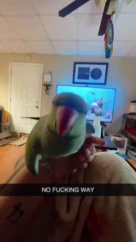 Parrots possess the ability to speak.#funny #animals #viral #bird #parrot 