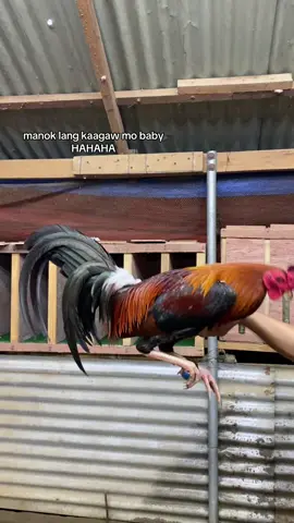 #fyp #fyppppppppppppppppppppppp #ladyhandler #manoklangbisyo 