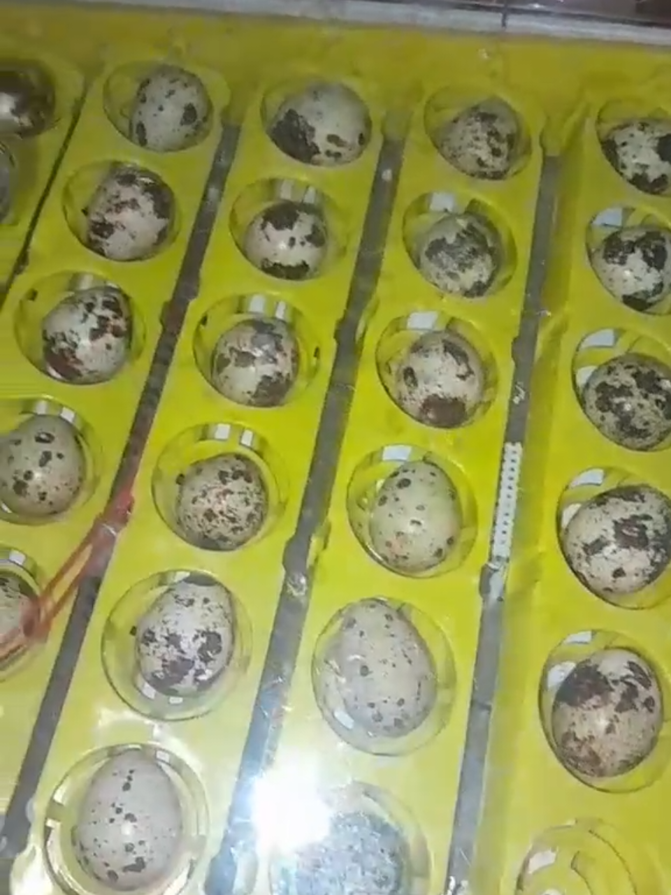 incubadora con rotación automatica, pantalla digital que marca temperatura, humedad y día de incubación, alarma qué avisa cuando la humedad está bajando #TIKTOKSHOP 