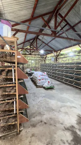 Monggo yang mau ternak puyuh 😁🙏🏻 #malang #pasuruan #madura #jombang #mojokerto dan sekitarnya 