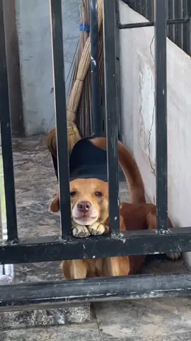 Yung aso niyong hindi pinayagang pumasok🥺Loveyou so much my nonong#fypシ #foryoupage #dog #dogslover #dogsoftiktok 