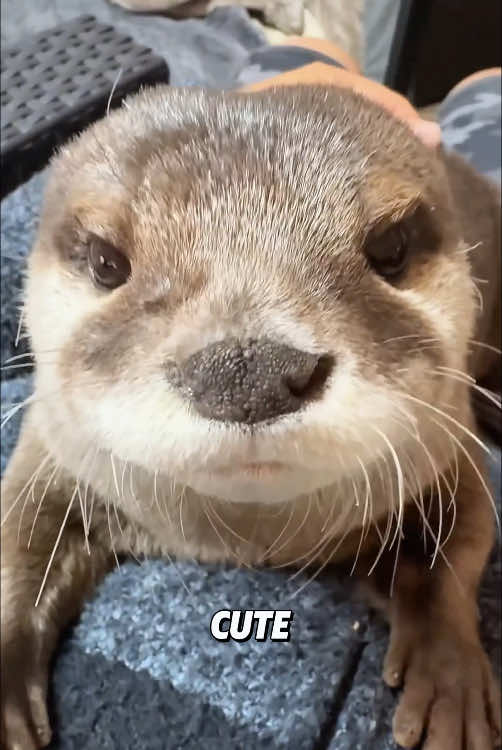 “Funny otter.”#animals #tiktok #viral #foryou #cute #fyp #otter 
