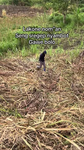 Poll ngisor truk’e#petanitebu #pejuangrupiah #fyppppppppppppppppppppppp #masukberanda #truktebu 