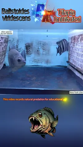Balistoides viridescens vs Tilapia buttikoferi - they are both equally strong, so who wins?#Wildlife #Science #FishFeeding #Educational #AnimalFacts 