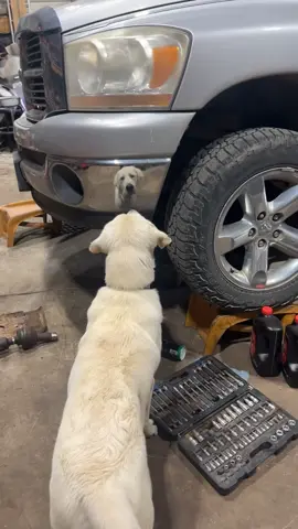 Dogs are stupid #dogsoftiktok #dogs #dog #funny #fyp 