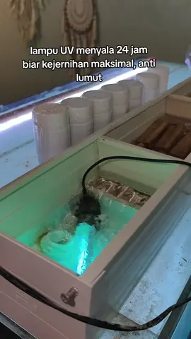 lampu UV dinyalain 24 jam nonstop, biar lumut tidak tumbuh di dalam aquarium #uv #lampuuv #filteraquarium #promoguncang1010 