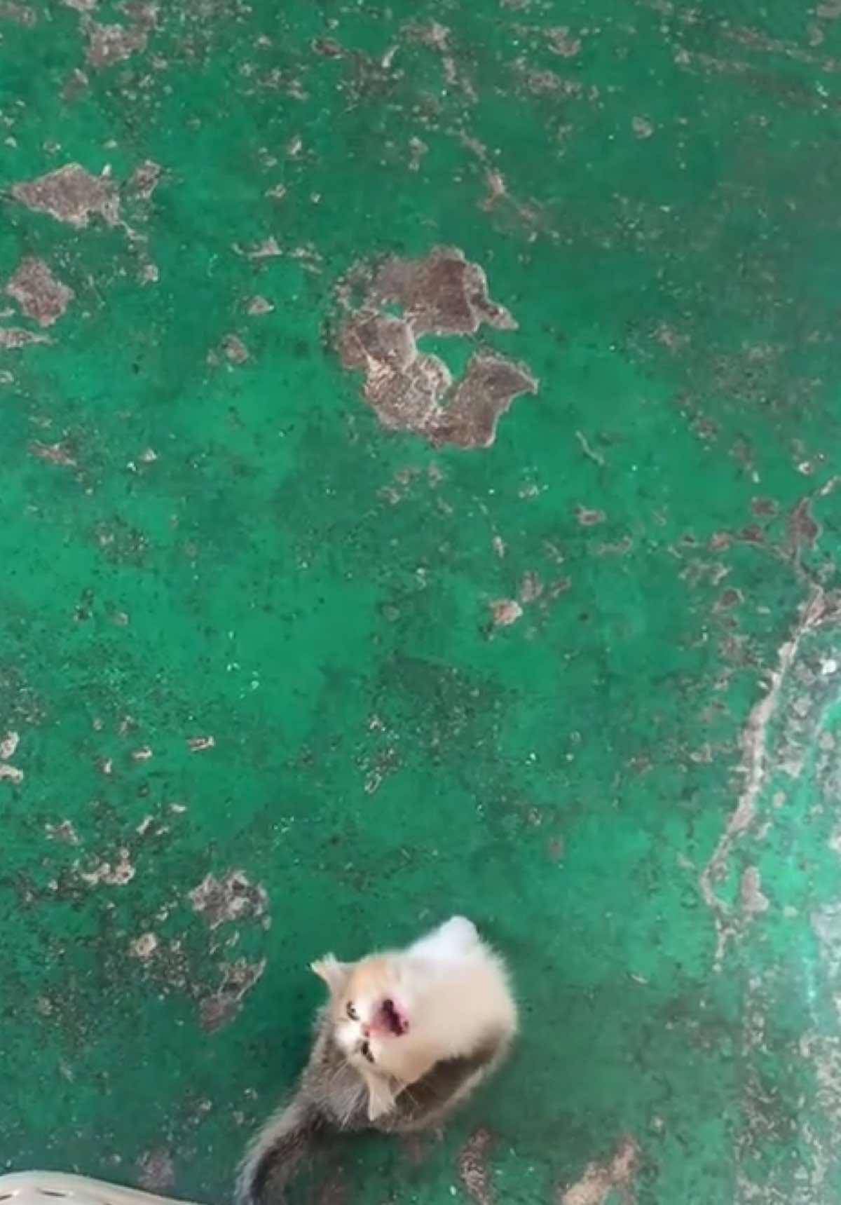 #catlover 