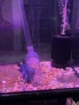 Aquarium water changer, fast siphon, madaling palit nang di madumi!