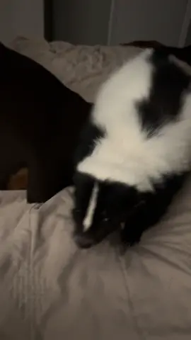 🌙 snacks. 🦨 #skunk #skunksoftiktok #cute #fyp #pettok 
