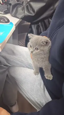 My cat classmate #funny #cat #funnycat #cutecat #tiktok #catsoftiktok #foryou 