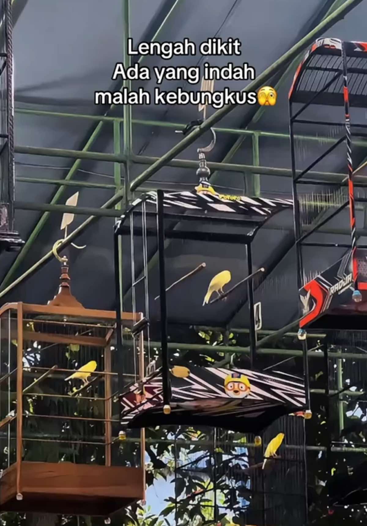 Day 1 buka box langsung main apit jepit😍 #kenari #kenarimaniaindonesia #kenarimania #kenarigacor #kenariprospek 