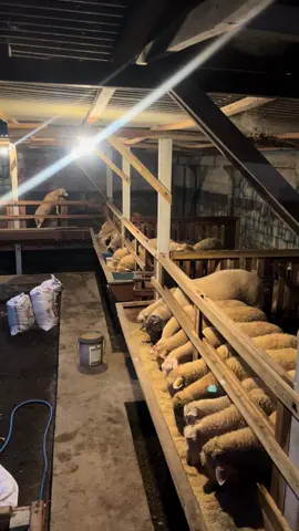 #peternakmuda #jualbelidomba #dombadorper #dombos #togetgerFARM 