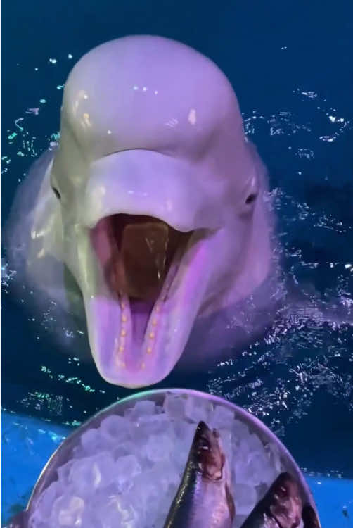 Beluga love ice #amazingocean 