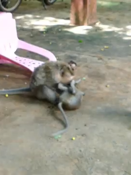 Smart Mother!, Maya Fights Mother Emila To Help Baby, Maya Chase Baby Out And Negotiate With Emila#monkeysoftiktok #monkey
