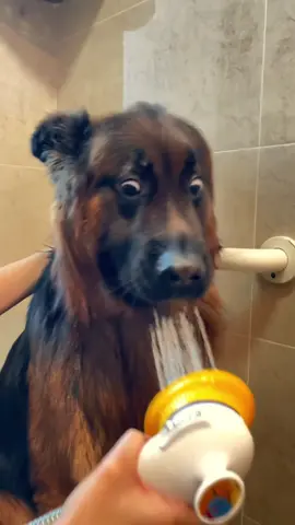 The dog that loves baths 🤣🤣#dog#dogsoftiktok #funny #foryou#happydog