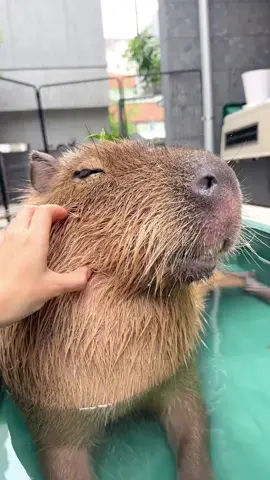 #capybara #capy #fyp