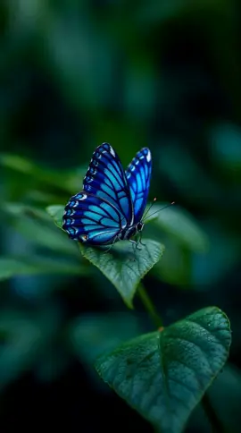 A Touch of Blue #Background #LiveWallpaper #Aesthetic #Nostalgia #freebieclip