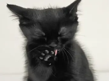 i love my kitty 🙁 #cataesthetic #kitten #pinterest #beabadoobee #foryoupage 
