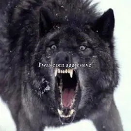 I was born aggressive | #fyp #fypシ #wolves #wolf #vent? |