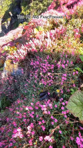 Us at Panchpokhari?? #panchpokharitrek #PanchPokhari #panchpokhari #exploringnepal2025 #fyp 