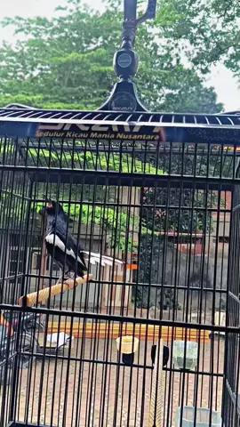 kacer Birma  #kacer #burunglombakicau  #burungjuara  #konslet 