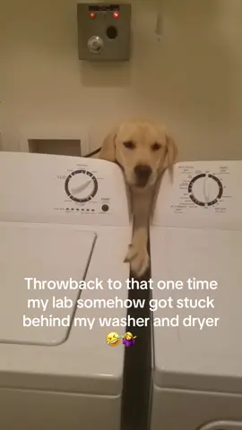 How did we end up in the appliance department? 🐾🫠 #fyp #foryoupage #fypシ #dogsoftiktok #fyppppppppppppppppppppppp 