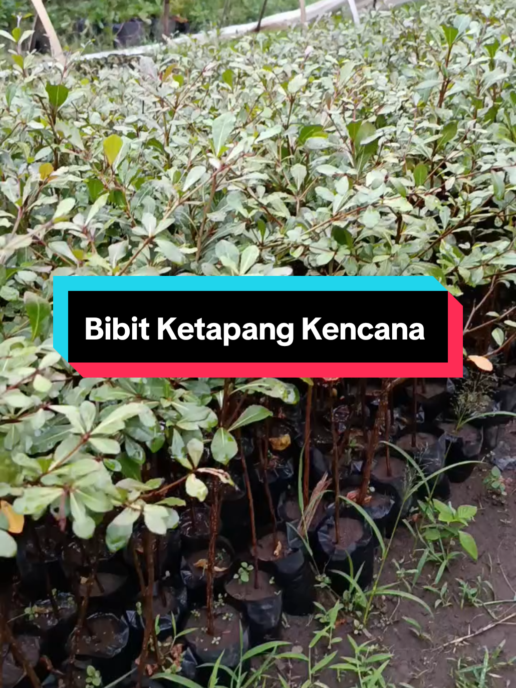Bibit Tanaman Hias Ketapang Kencana  #tanamanviral #tanaman #fyp #tanamanhias #ketapangkencana 