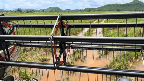 អារម្មណ៌ពេលបានឈប់ទៅភ្ជុំ😂🌾✌️#ក្របីភ្នុំសំពៅ🐃🌾 @គូបូតា សានសម្បត្តិ 