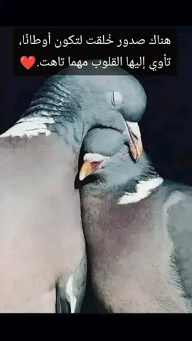 #اكسبلوررر #fypシ゚ #siirt56 #الشعب_الصيني_ماله_حل😂✌️ 