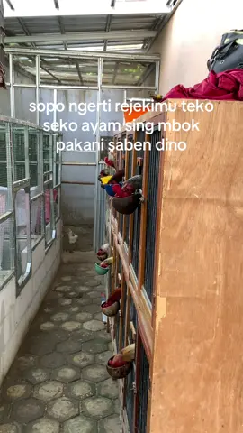 kuncine tetep konsisten😇#fyp #pamaiq #ayambangkok #blackbull #mangoniq 