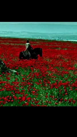 #flowers#knight #horse#MiddleAges